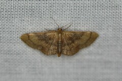 Idaea demissaria