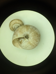 Ventridens suppressus