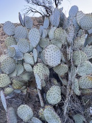 Opuntia santa-rita