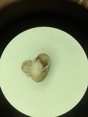 Ventridens suppressus