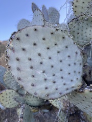 Opuntia santa-rita