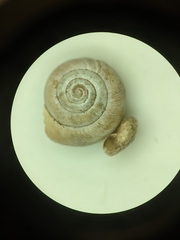 Ventridens suppressus