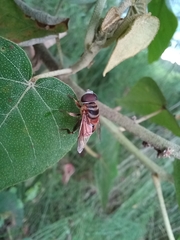 Palpada vinetorum