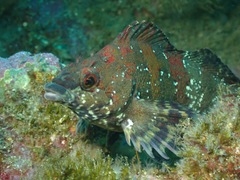 Oxylebius pictus