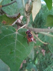 Palpada vinetorum