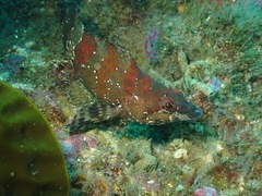 Oxylebius pictus