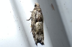 Pseudexentera hodsoni