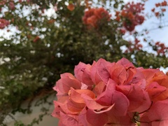 Bougainvillea glabra