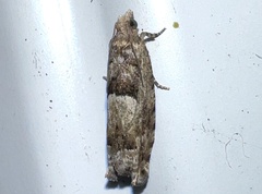 Pseudexentera hodsoni