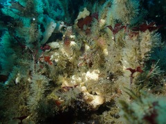 Alloclinus holderi