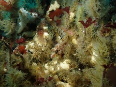 Alloclinus holderi