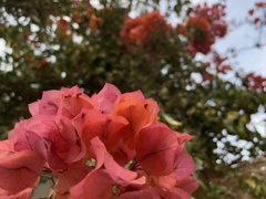 Bougainvillea glabra