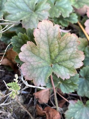 Heuchera sanguinea