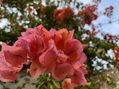 Bougainvillea glabra