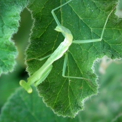 Miomantis caffra