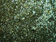 Citharichthys stigmaeus