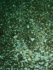 Citharichthys stigmaeus