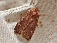 Ichneutica morosa