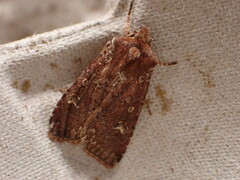 Ichneutica morosa