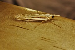 Orocrambus vittellus