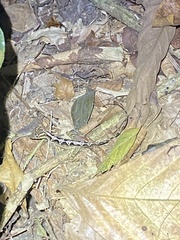 Anolis polylepis