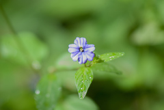 Browallia americana