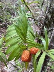 Freycinetia scandens