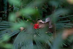 Passiflora vitifolia