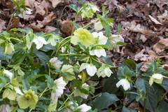 Helleborus orientalis