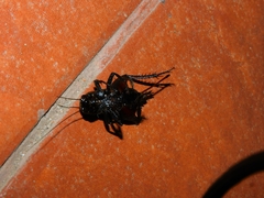 Grylloidea