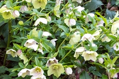 Helleborus orientalis