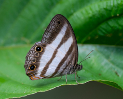 Pareuptychia hesionides