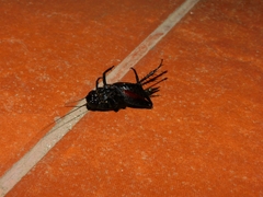 Grylloidea