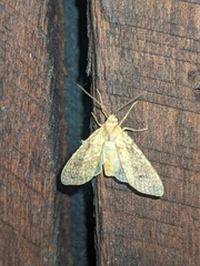 Lophocampa