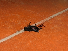 Grylloidea