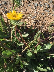 Grindelia camporum