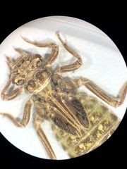 Hylogomphus adelphus