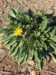 Grindelia camporum