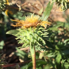 Grindelia camporum
