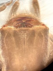Hylogomphus adelphus