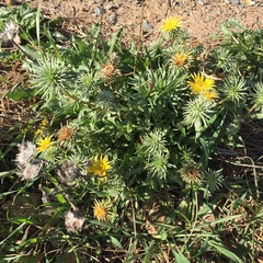 Grindelia camporum