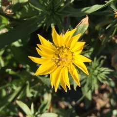 Grindelia camporum