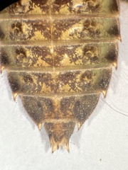 Hylogomphus adelphus