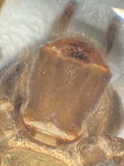 Hylogomphus adelphus