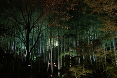 Phyllostachys edulis