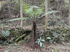 Alsophila spinulosa