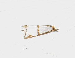 Argyria croceivittella