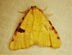 Epiphryne xanthaspis