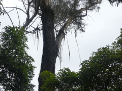 Eucalyptus smithii