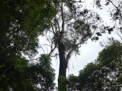 Eucalyptus smithii